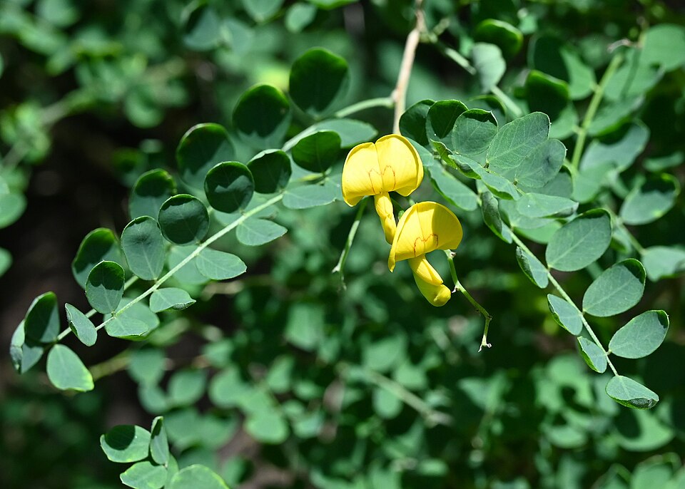 Blasenstrauch arborescens (Colutea arborescens) – Produktbild, heimische Wildpflanze, Gehölze, naturnaher Garten